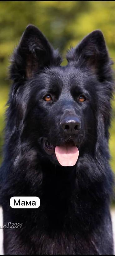 Продажа собак: Щенок немецкой овчарки Продаётся чистопородный щенок Немецкой — 10