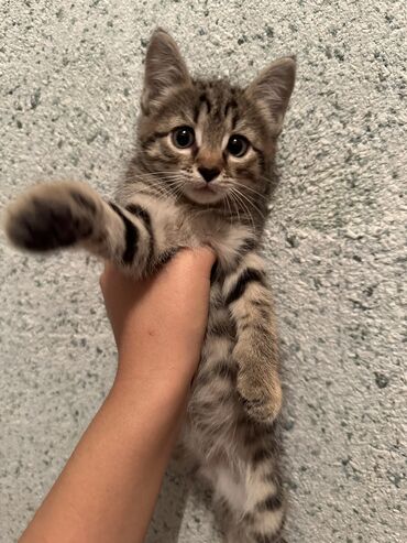 шотландская шиншилла: Кошка даром: Беспородная, 2 месяца, Девочка, Приучена к лотку
