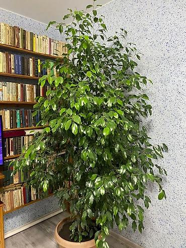 Фикусы: Фикус Бенджамина, крупный комнатный экземпляр-дерево. - Высота: около — 1