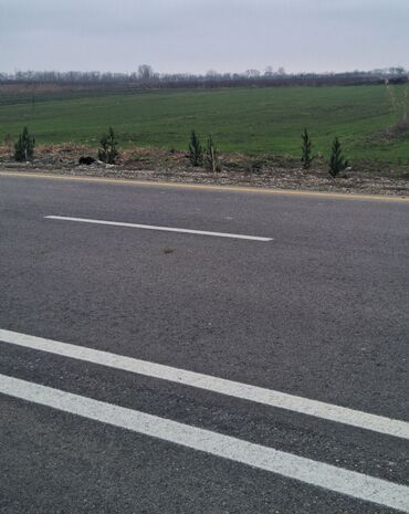 ağ sement: Asfalt örtüklü yol, hər iki tərəfində yaşıllıq olan düzənlikdə
