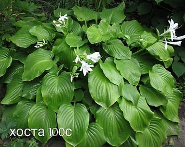 Другие виды семян и саженцев: Все растения что на фото, есть в наличии — 8