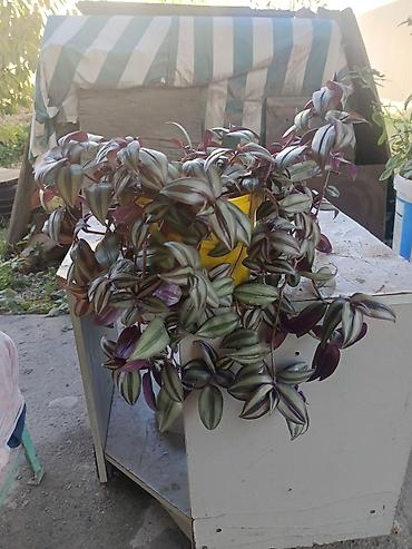Традесканция (Tradescantia zebrina) — ампельное комнатное растение lalafo.kg да Традесканция (Tradescantia zebrina) — ампельное комнатное растение