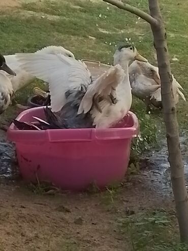 Ördəklər: Ev şəraitində bəslənən ördəklər - Növ: məişət üçün saxlanılan — 15