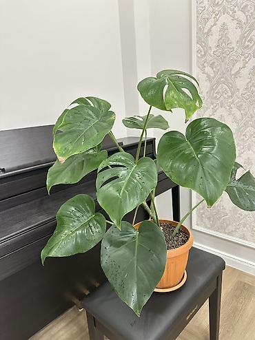Монстеры: Монстера делициоза (Monstera deliciosa) в горшке - Эффектное — 6