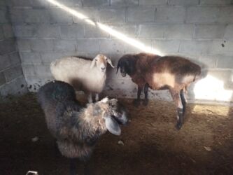 купить живого орла: Продаю | Овца (самка), Ягненок, Баран (самец) | На забой, Для разведения