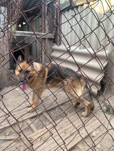 Собаки: В связи с уездом в другую страну и невозможности содержать там