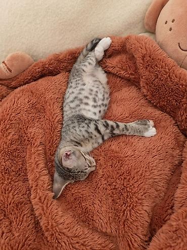 pişikli oýunlar: Lənkəranda etibarlı əllərə bala pişik🐈🐈🐈sahibləndirilir.Şirin, insana — 1