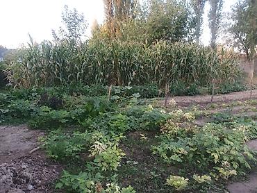 Продажа коттеджей и домов: Продаётся дом село Полтавке в одном участке два дома 1ый дом полтора — 20