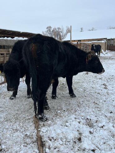 Коровы, быки: Продаю | Бык (самец) | Ангус | На откорм | Племенные — 8