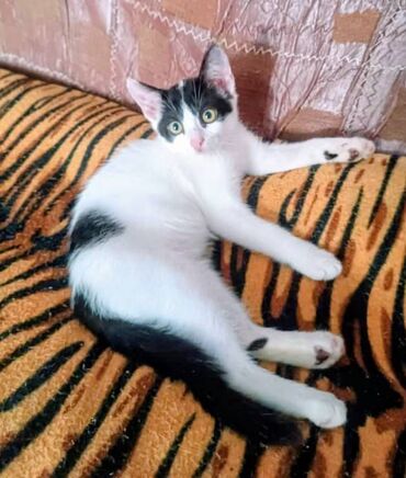 продажа породистых кошек: Отдаем котят в хорошие руки. Два мальчика (черно - белый и рыжий) и