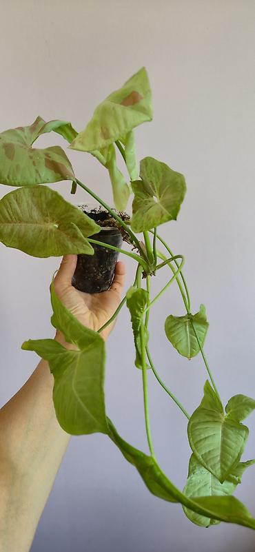 bitki dərmanları satışı: Syngonium milk konfetti. Tez böyüyen, rahat bitki. Bazar günü metro — 2