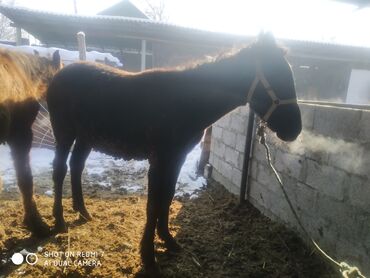 Лошади, кони: Продаю | Жеребенок | Рабочий — 14