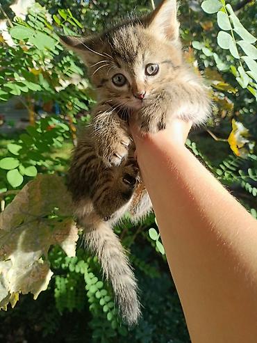 Отдам даром кошку: Котята, пушистые комочки счастья. - Возраст: примерно 1,5–2 месяца. - — 5