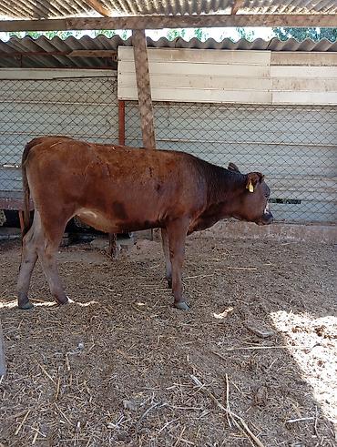 хаски цена в бишкеке: Продаю | Тёлка | Абердин-ангус | Для разведения | Искусственник — 3
