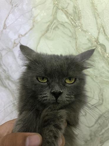 серая кошка: Кошка даром: Американский кёрл, 1 год, Девочка — 2