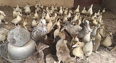 поставщики корма для животных оптом: Продам только оптом подряд по двести сом. Окончательно!!!!!! ниже не — 1