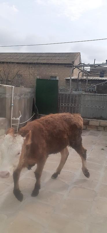 bakida cins ineklerin satisi: 9ayliq disi danadi simentaldi oz danamdi alverci deyil.1300manat.qobu — 2