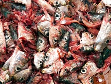 отходы для животных: Купим рыбные отходы