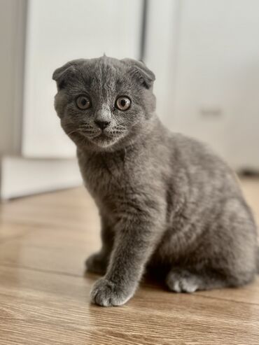 вислоухий шотландец котенок: Скотиш Фолд (Шотландиялык шалпаң кулак), 3 айлык, Ургаачы, Көгүлтүр, Лотокко барууга үйрөтүлгөн