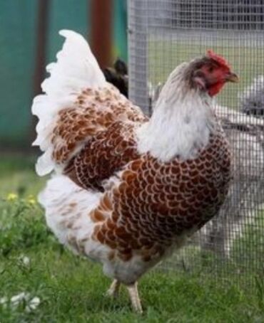 Toyuqlar: Toyuq, Damazlıq, Ödənişli çatdırılma — 21