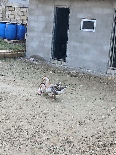 boğaz keci: Salam 7 8 aylığ öz qapımın saölam bu ilin qazlarıdır maşallah olsun 2 — 3