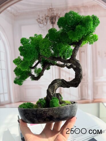 Декоративные цветы: Деревья-бонсай из натурального стабилизированного мха🌳 -это — 38