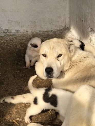 продажа щенков немецкой овчарки с документами в бишкеке: Щенки среднеазиатской овчарки (Алабай) - Помёт от крупной породистой