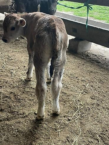 Коровы, быки: Продаю | Бык (самец), Тёлка | Для разведения — 11