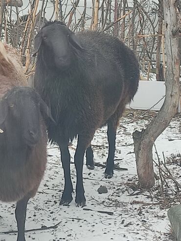 Бараны, овцы: Продаю | Баран (самец) | Арашан | Для разведения | Осеменитель