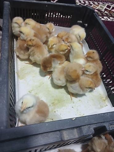 Digər quşlar: Her nov cuce satişi. xarkov çil 2m xarkov 1.50m atkas 3m avstroluq 3m — 5