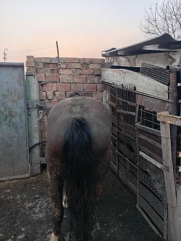 Лошади, кони: Продаю | Кобыла (самка) | На забой — 2