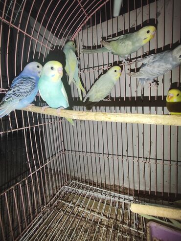 etibarli elere verilir: Optavoy satılır hamısı sağlam quşlardır.Valnist + rainbow