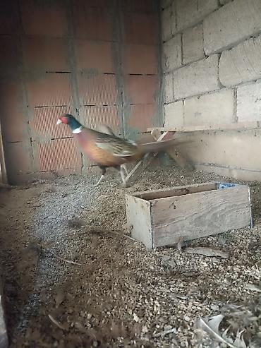 Quşlar: Qafqaz qırqovullar 1 illikdiler qiymət cütü 55 azn — 3
