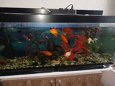 akvarium satilir: Salam. 21 ədəd balig akvariumnan bir yerdə satilir. Əlagə nömrəsi 050 — 3