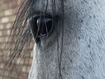 Лошади, кони: Продаю | Жеребец | Конный спорт | Племенные — 5