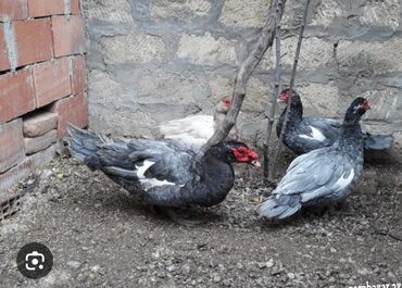 Balıqlar: LAl Ordek Macar Sort. Krasnadar. Balalari Satilir. 2 Gunluk. 22 Eded