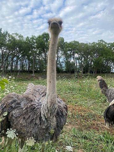 Другие с/х животные: Продаю четырех летних и молодняк страусов, цена договорная — 6