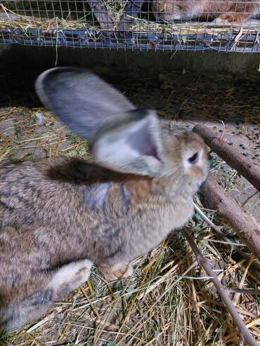 Gəmiricilər: 10azndan - 20azna qədər qiymetler deyişir Diri çəkiləri 1kq -3kq -da lalafo.az — 4 Gəmiricilər: 10azndan - 20azna qədər qiymetler deyişir Diri çəkiləri 1kq -3kq — 4