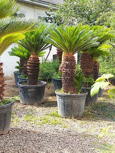 finiks palma: Saqo palması (Cycas revoluta) – iri plastik dibçəklərdə - Dekorativ — 2