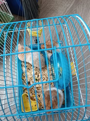 Gəmiricilər: 3 ədəd erkək xamyak (hamster). 3 ün birgə istəyən olsa yaxşı endirim lalafo.az -da Gəmiricilər: 3 ədəd erkək xamyak (hamster). 3 ün birgə istəyən olsa yaxşı endirim