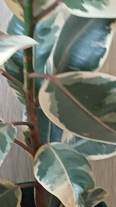 Фикусы: Фикус эластика. Триколор. - Высота растения: примерно 60–70 см от — 3