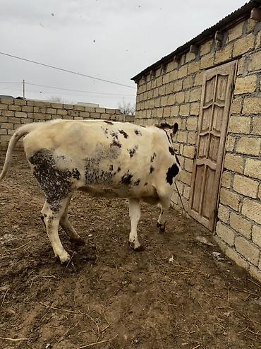 Inəklər, öküzlər: Simmenatlla ivanofka mələzi düyə satılır. Buzovluğundan məndədir.Öz — 3
