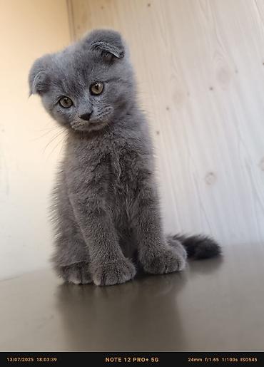 Pişiklər: Britan — 10