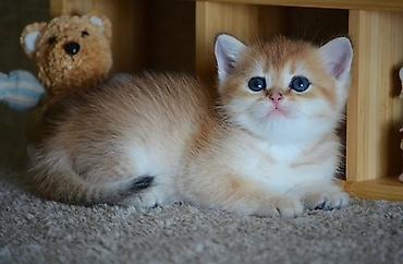 Pişiklər: Qızıl şinşilla, Erkək, Ünvandan götürmə — 7