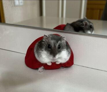 Gəmiricilər: 🐹 Hər növ xamyaklar və aksesuarlar satışda! 🐭 ✨ Bizdə cunqariklər — 4