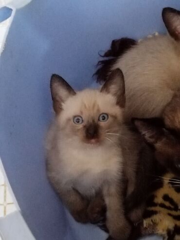 витражные окна в доме: Продаются Тайские котята голубоглазые Силк Табби Пойнт 2 месяца