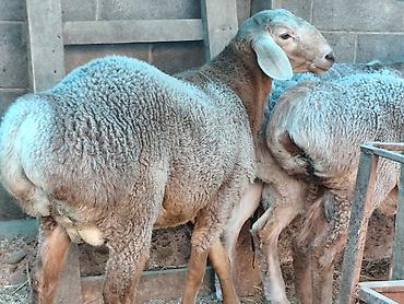отдам животных в хорошие руки: Продаю | Баран (самец) | Гиссарская, Арашан | На забой — 3