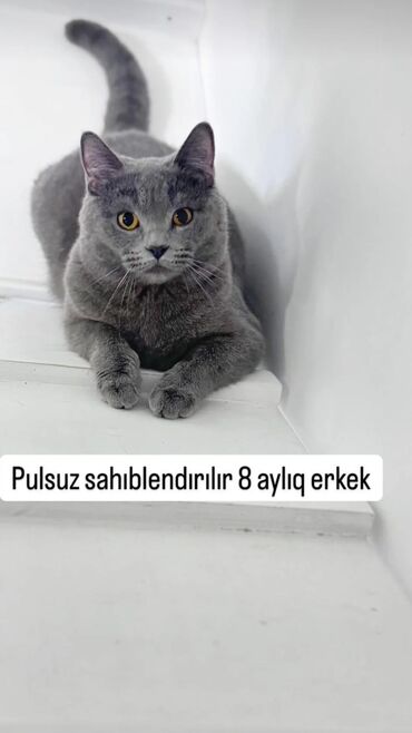 Pişiklər: Britan, Erkək