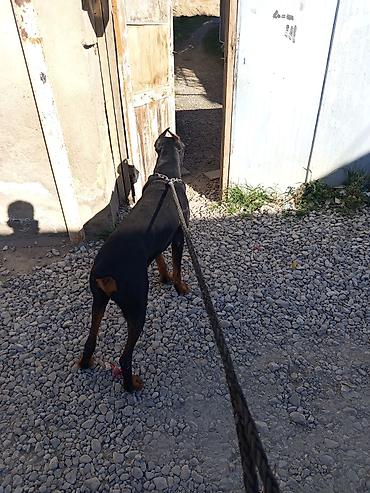 İtlər: Doberman, 1 il, Erkek, Ünvandan götürmə — 8