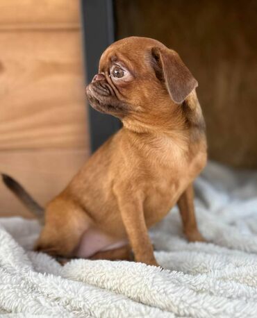 Psi: Na prodaju 4 ženke: Belgijski Grifon. Petit Brabancon. Exotic boja na lalafo.rs — 16 Psi: Na prodaju 4 ženke: Belgijski Grifon. Petit Brabancon. Exotic boja — 16